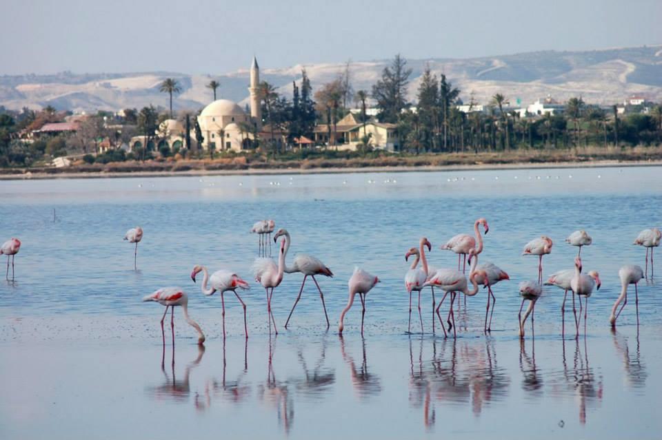 The White House Villa Larnaca Bagian luar foto
